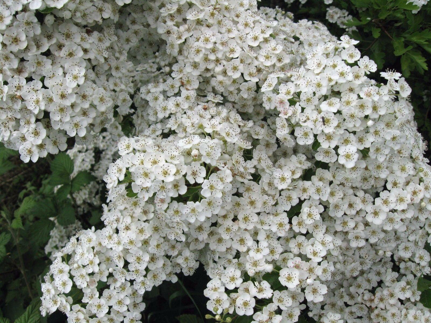 50 Washington Hawthorn Seeds - Seed World