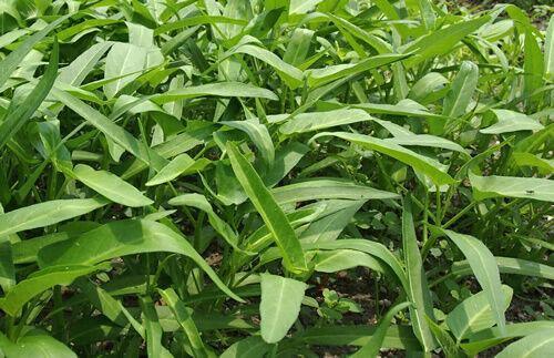 50 Water Spinach Seeds - Seed World