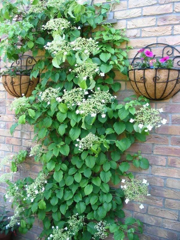 50 White Climbing Hydrangea Seeds - Seed World