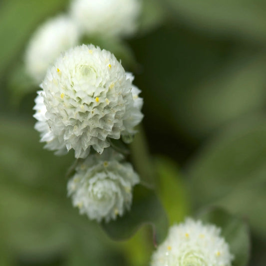 50 White Gomphrena Globosa Seeds - Seed World