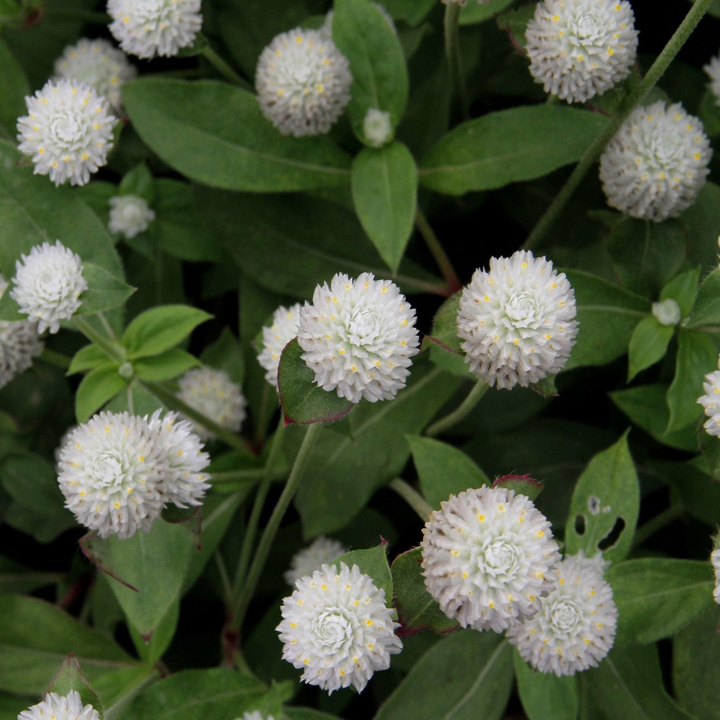 50 White Gomphrena Globosa Seeds - Seed World