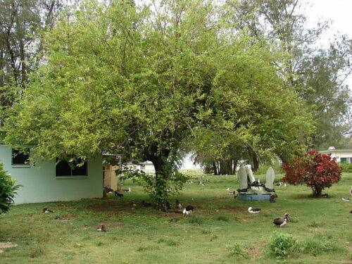 50 White Mulberry (Morus Alba) Seeds - Seed World