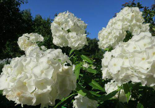 50 White Phlox Flower Seeds - Seed World