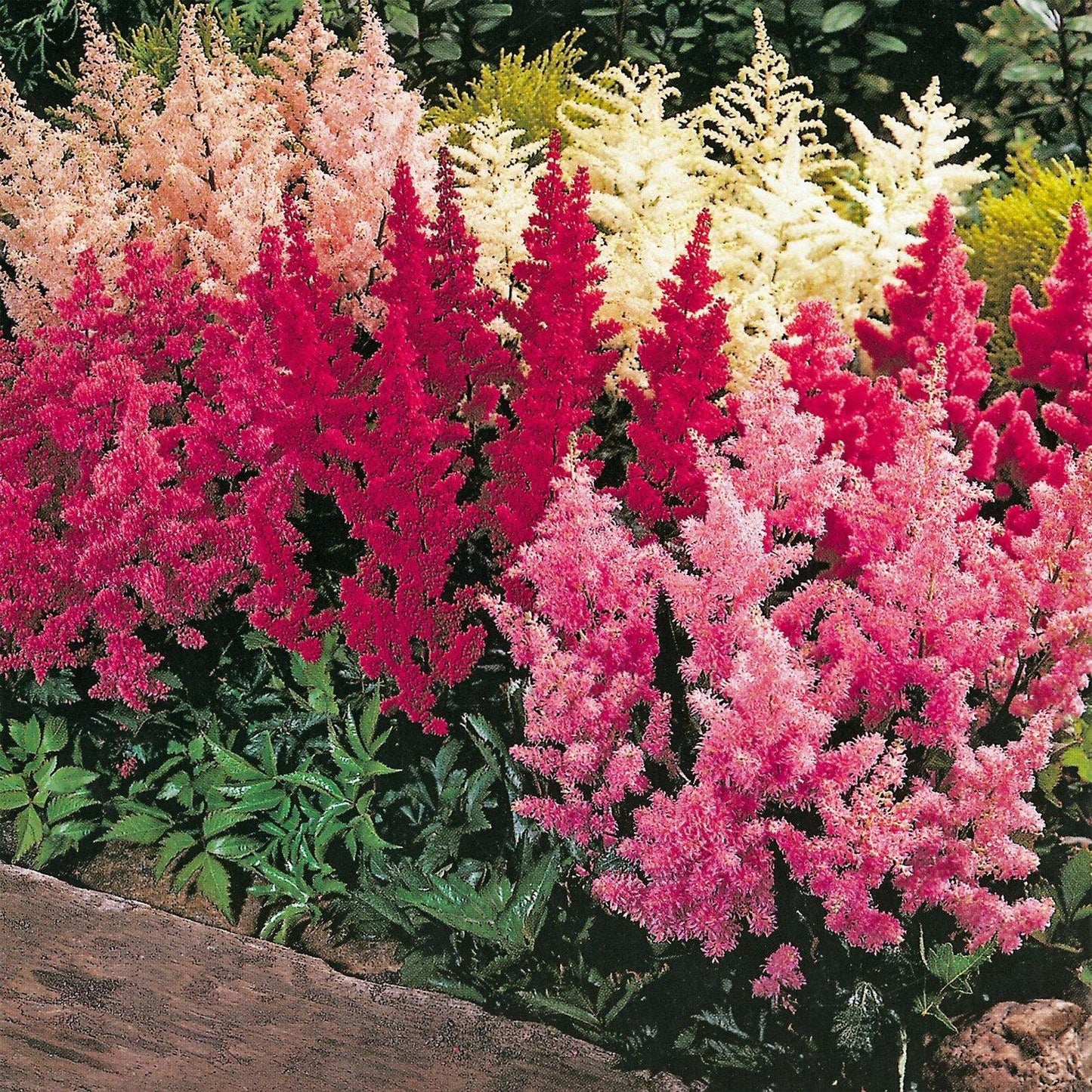 50 White Pink Red Astilbe Seeds - Seed World