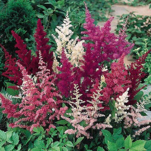 50 White Pink Red Astilbe Seeds - Seed World