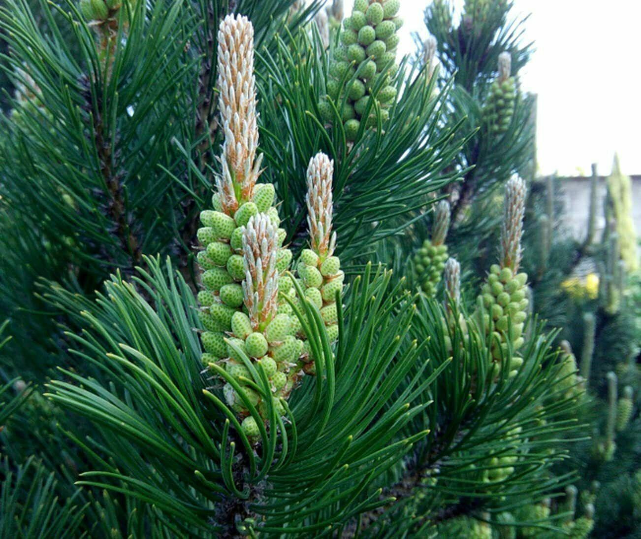 50 White Spruce Seeds (Picea Glauca) - Seed World