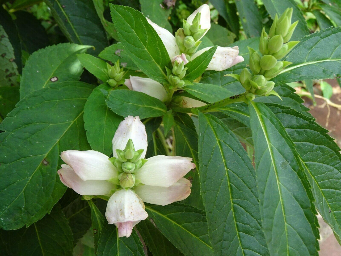 50 White Turtlehead Seeds - Seed World