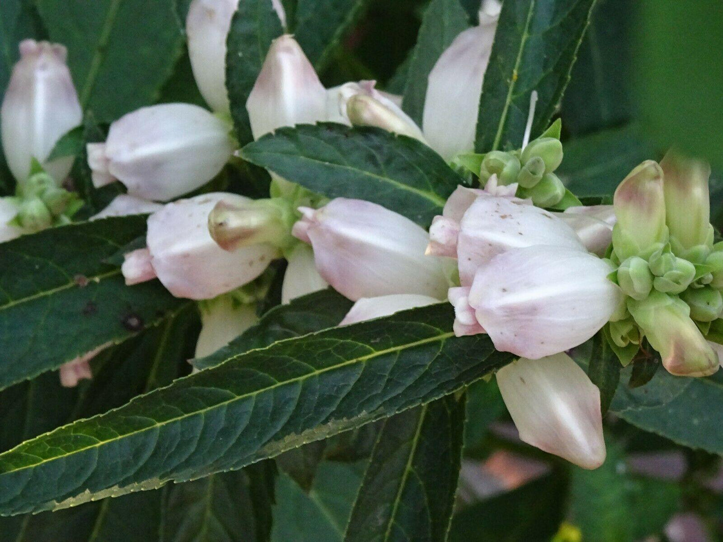 50 White Turtlehead Seeds - Seed World