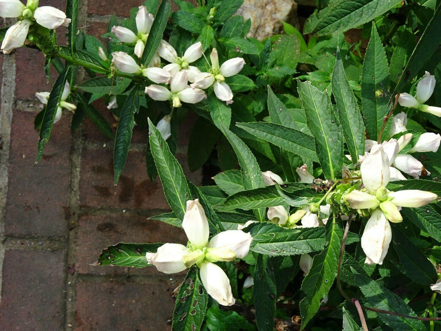 50 White Turtlehead Seeds - Seed World