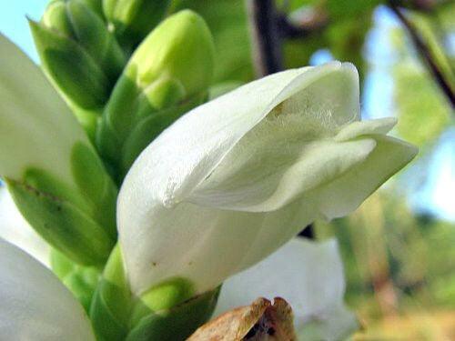 50 White Turtlehead Seeds - Seed World