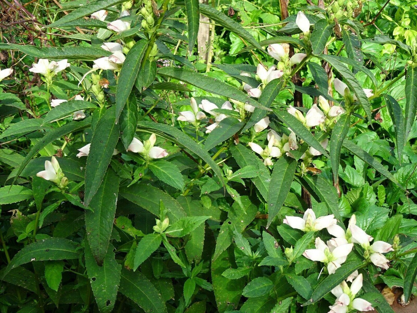 50 White Turtlehead Seeds - Seed World