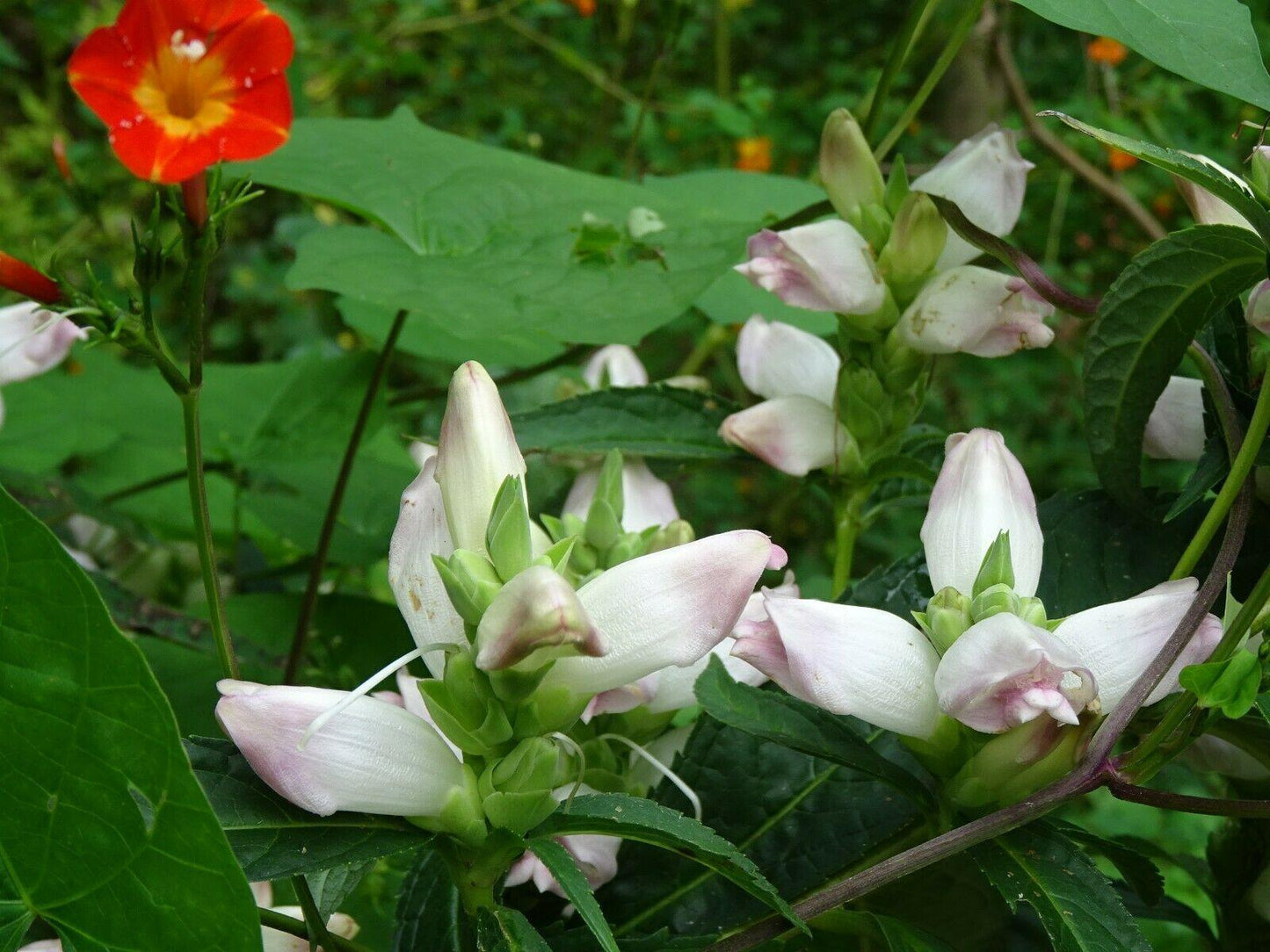 50 White Turtlehead Seeds - Seed World