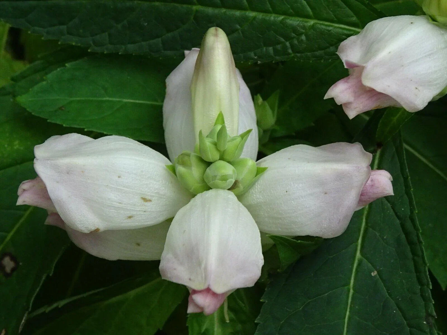 50 White Turtlehead Seeds - Seed World