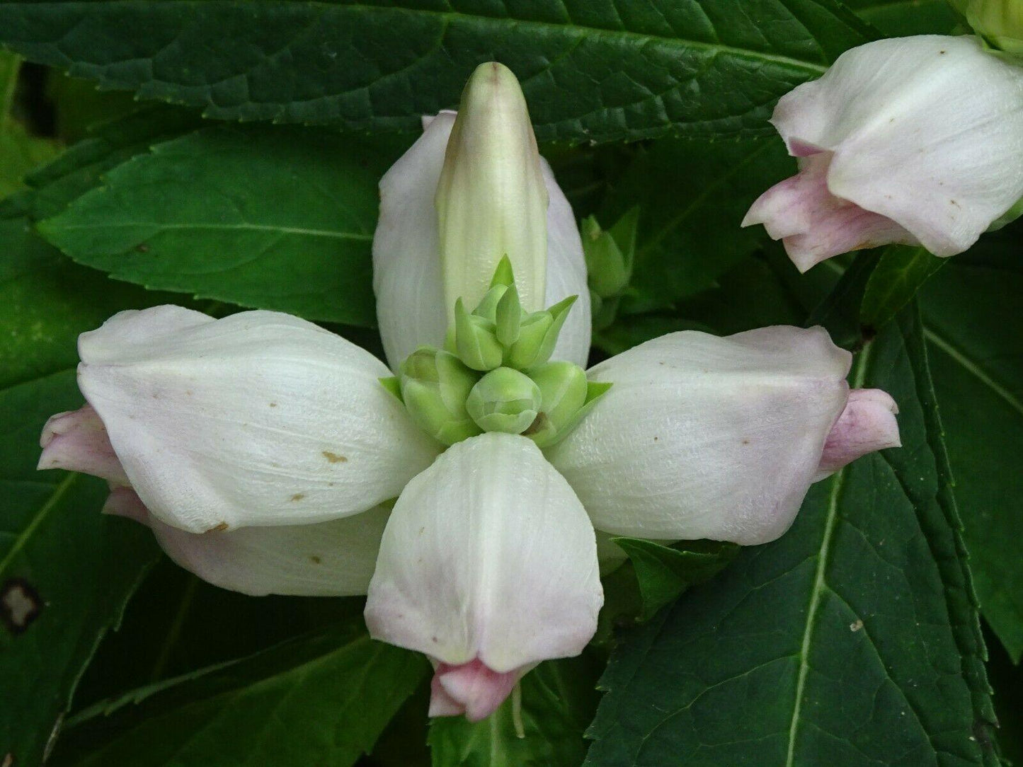 50 White Turtlehead Seeds - Seed World