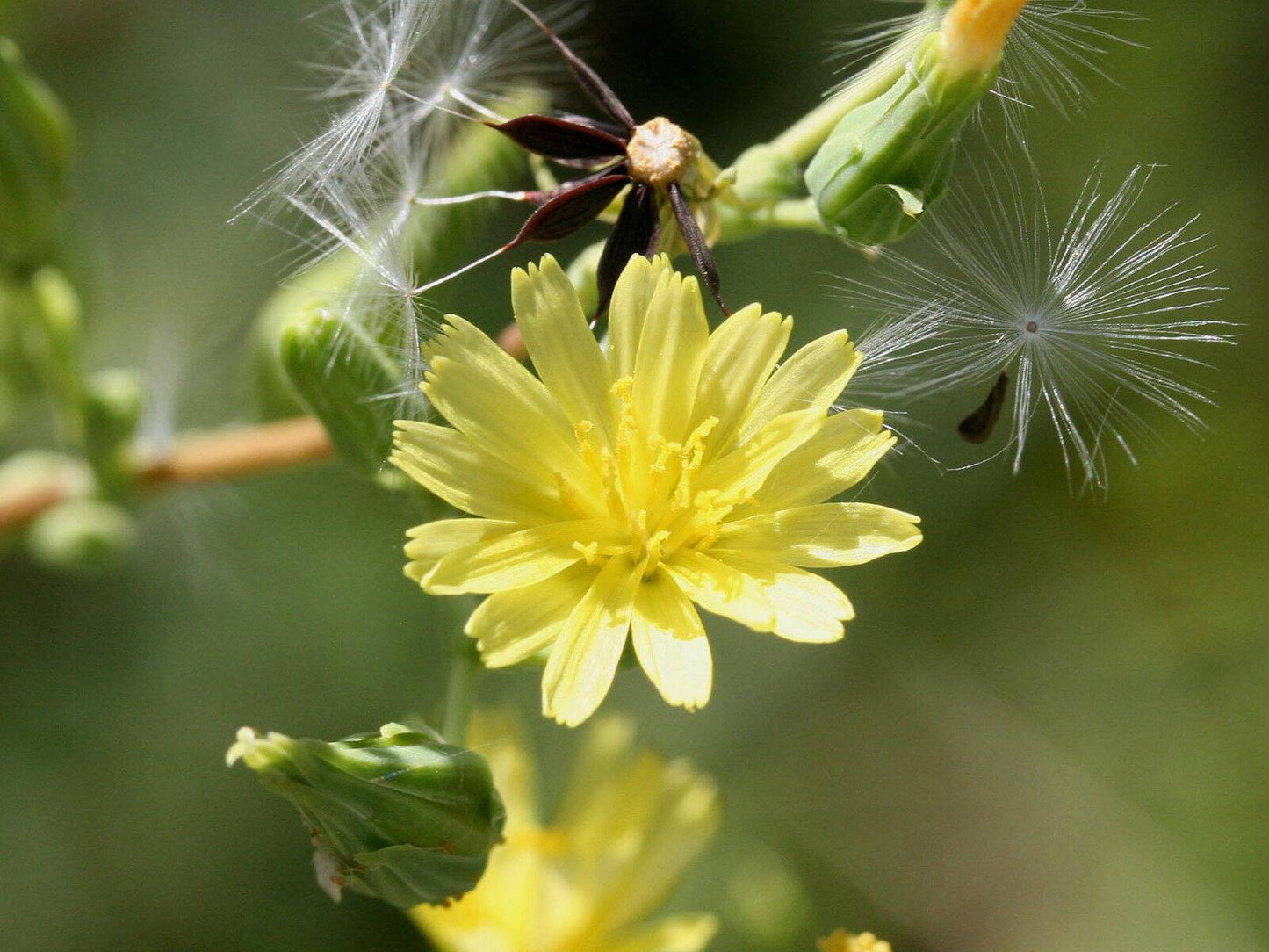 50 Wild Lettuce Seeds - Seed World