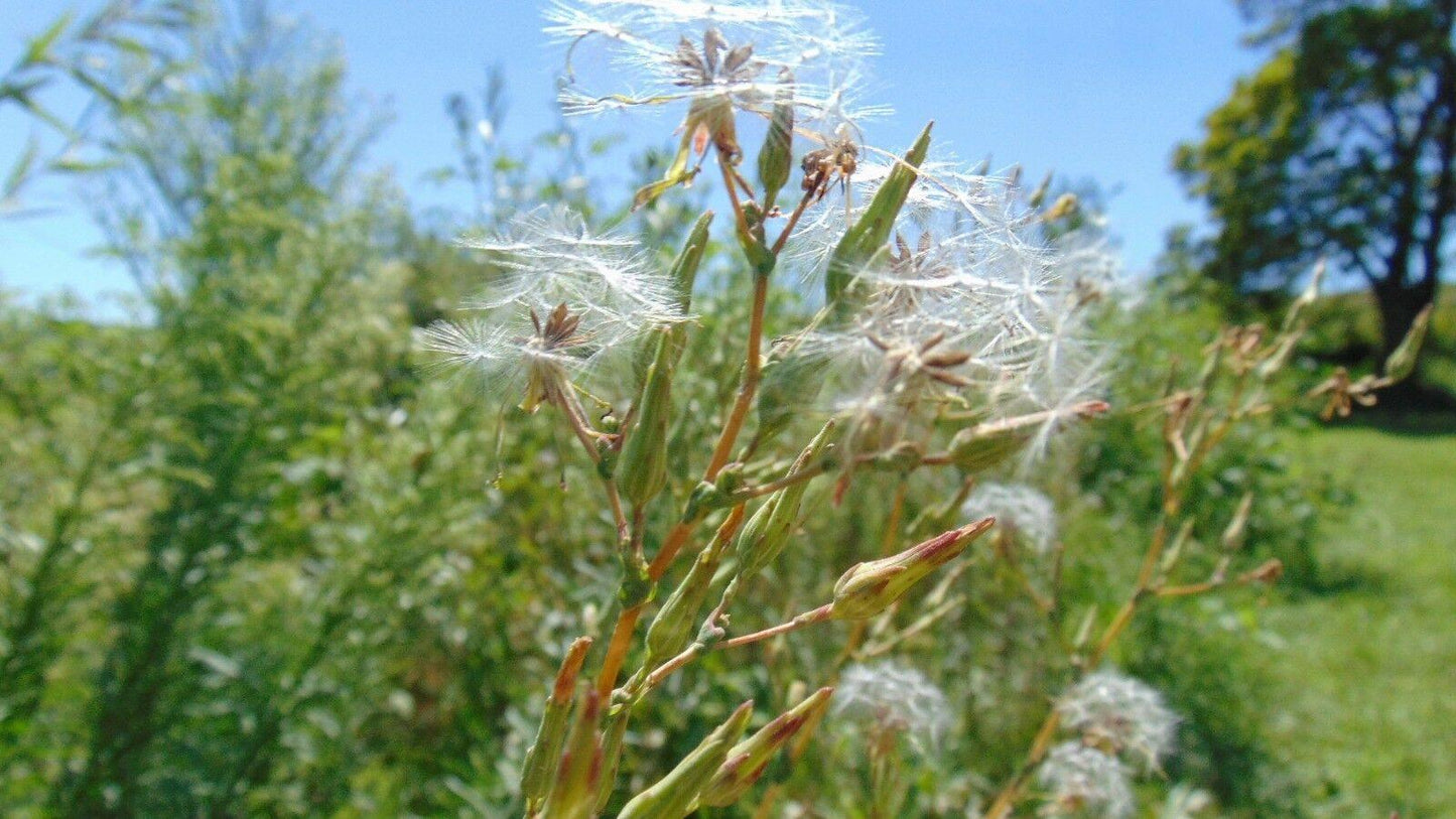 50 Wild Lettuce Seeds - Seed World