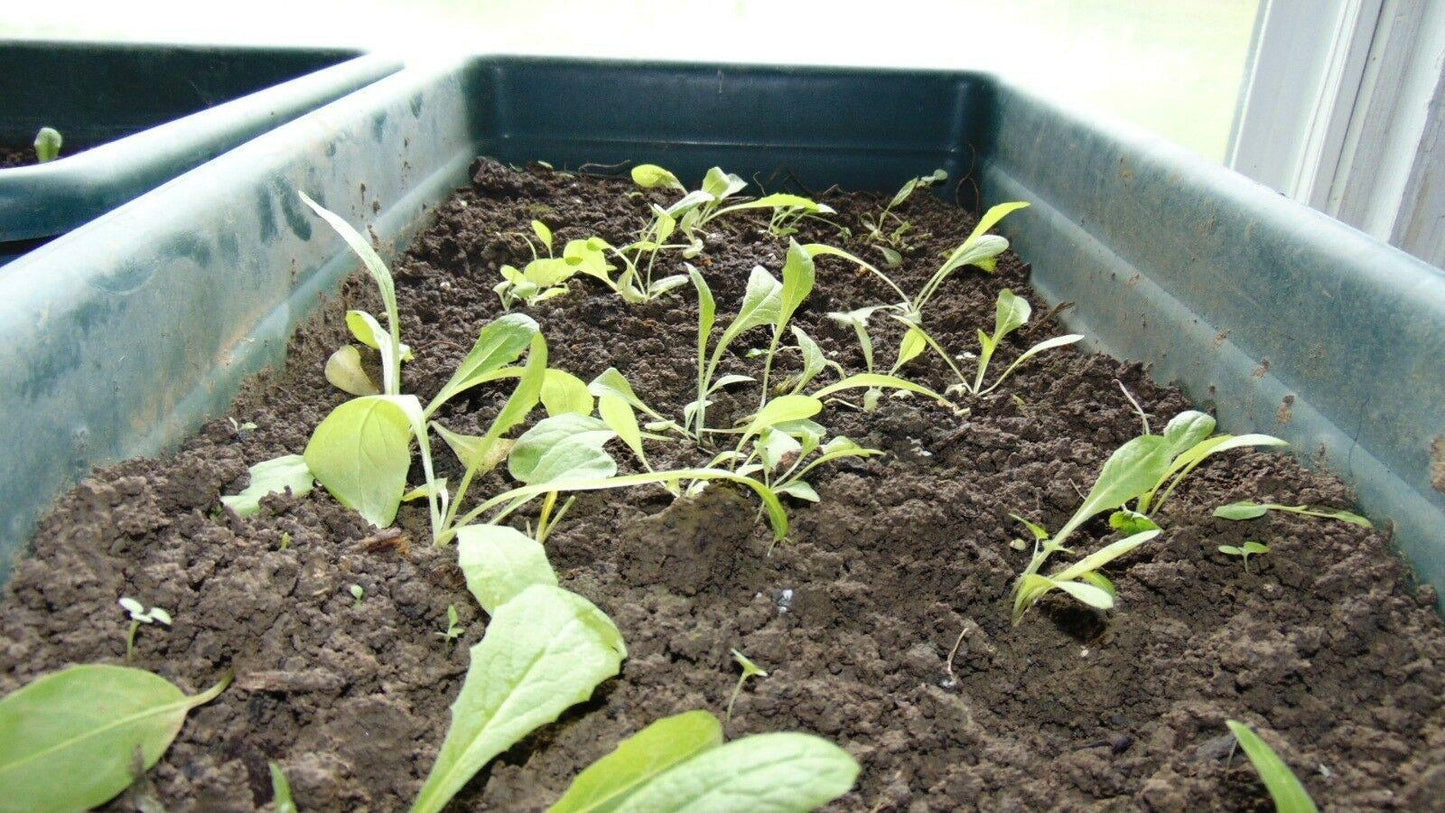 50 Wild Lettuce Seeds - Seed World