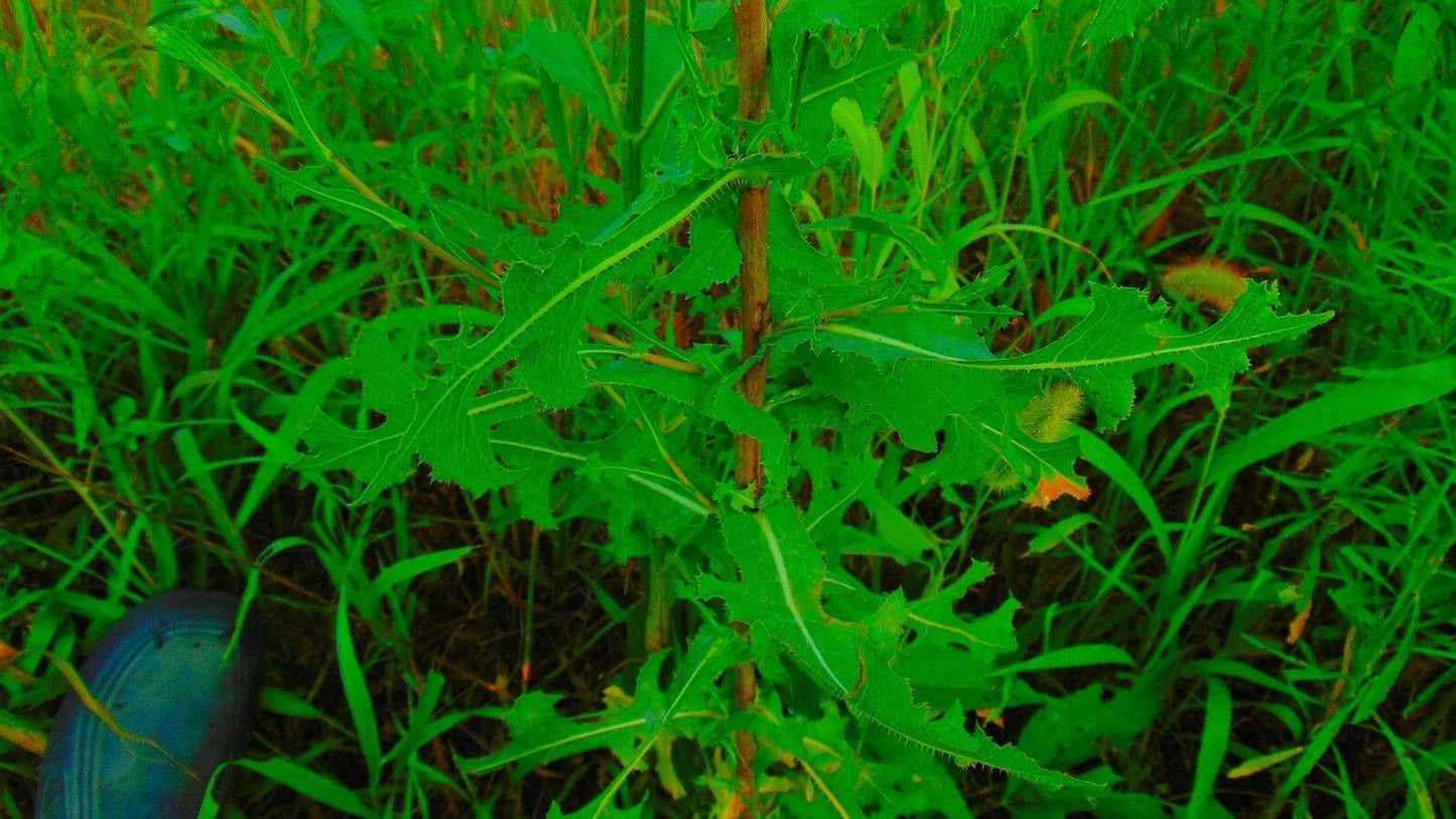 50 Wild Lettuce Seeds - Seed World