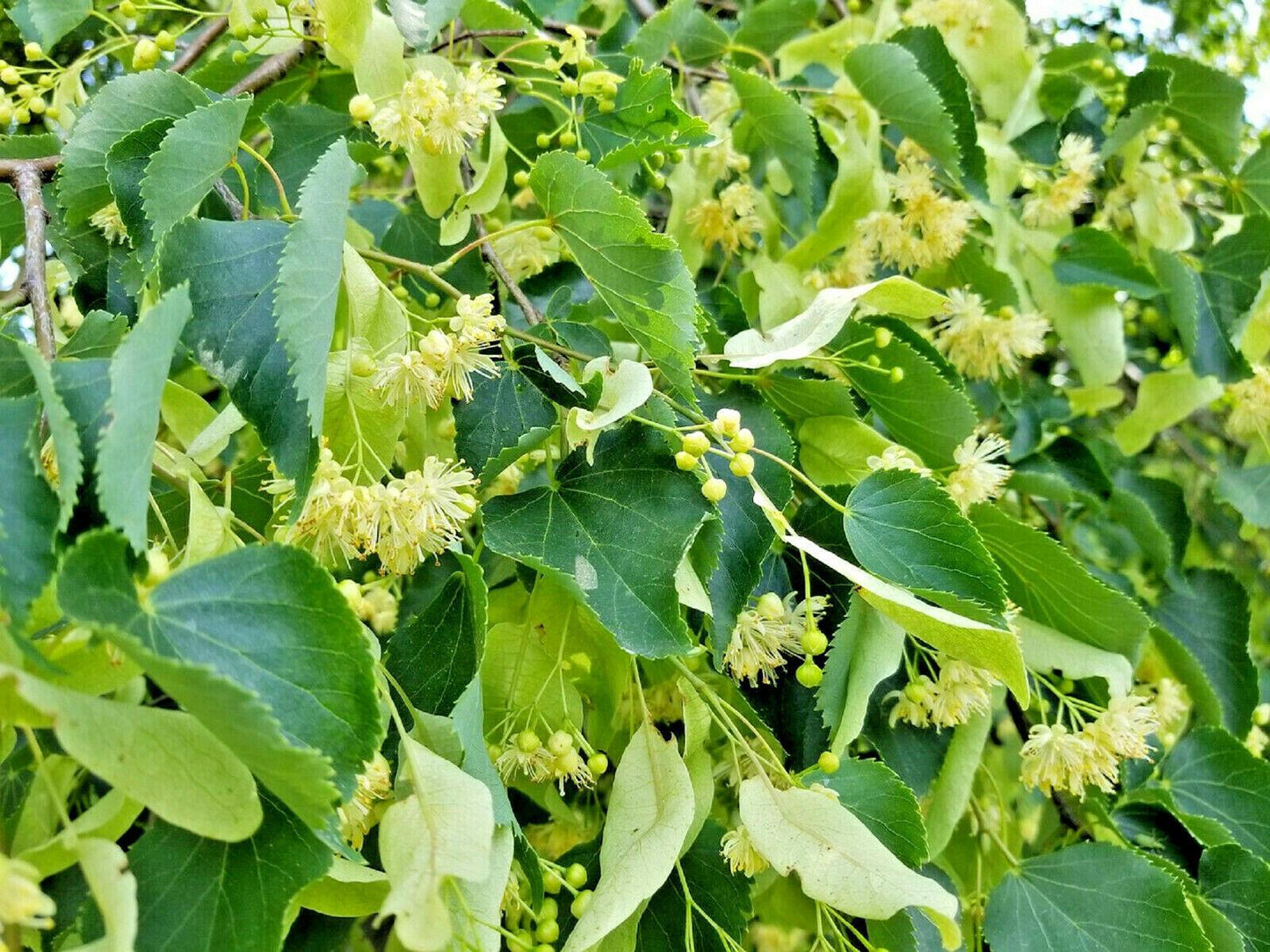50 Winter Honeysuckle Seeds - Seed World