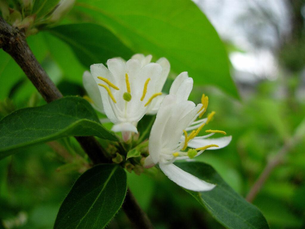 50 Winter Honeysuckle Seeds - Seed World
