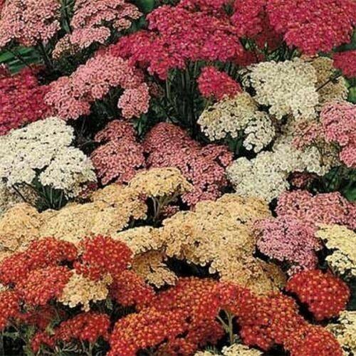 50 Yarrow Summer Berries Seeds - Seed World