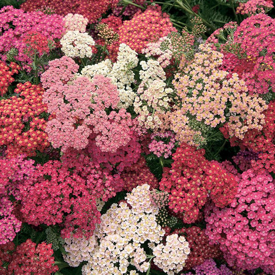50 Yarrow Summer Berries Seeds - Seed World