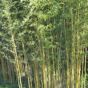50 Yellow Bamboo Seeds - Seed World