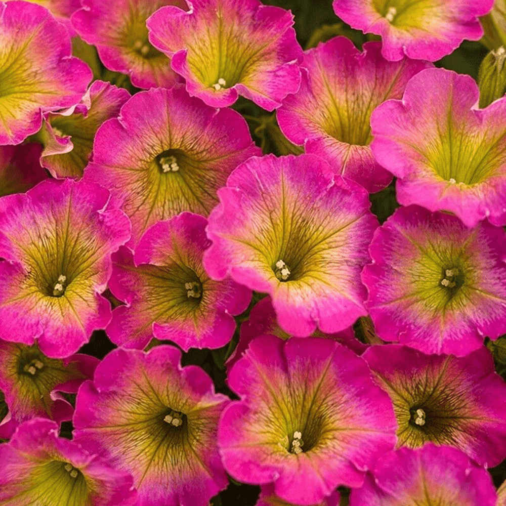 50 Yellow Pink Petunia Seeds - Seed World