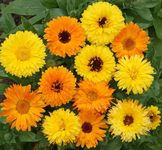 500 Calendula Fancy Mix Flower Seeds - Seed World