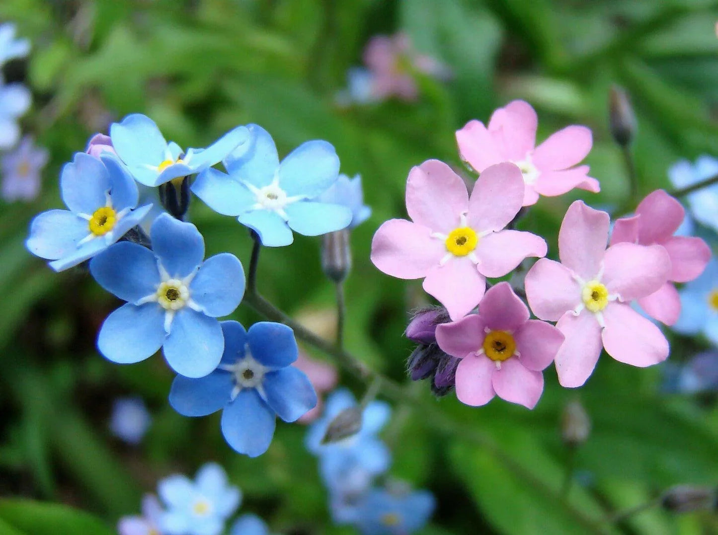 500 Forget Me Not Mix Seeds - Seed World