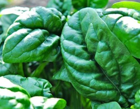 500 Giant Nobel Spinach Seeds β Heirloom Variety - Seed World
