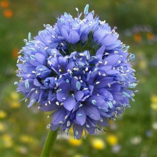 500 Globe Gilia Seeds - Seed World