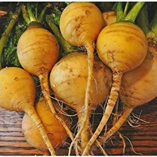 500 Golden Ball Turnip Seeds - Seed World
