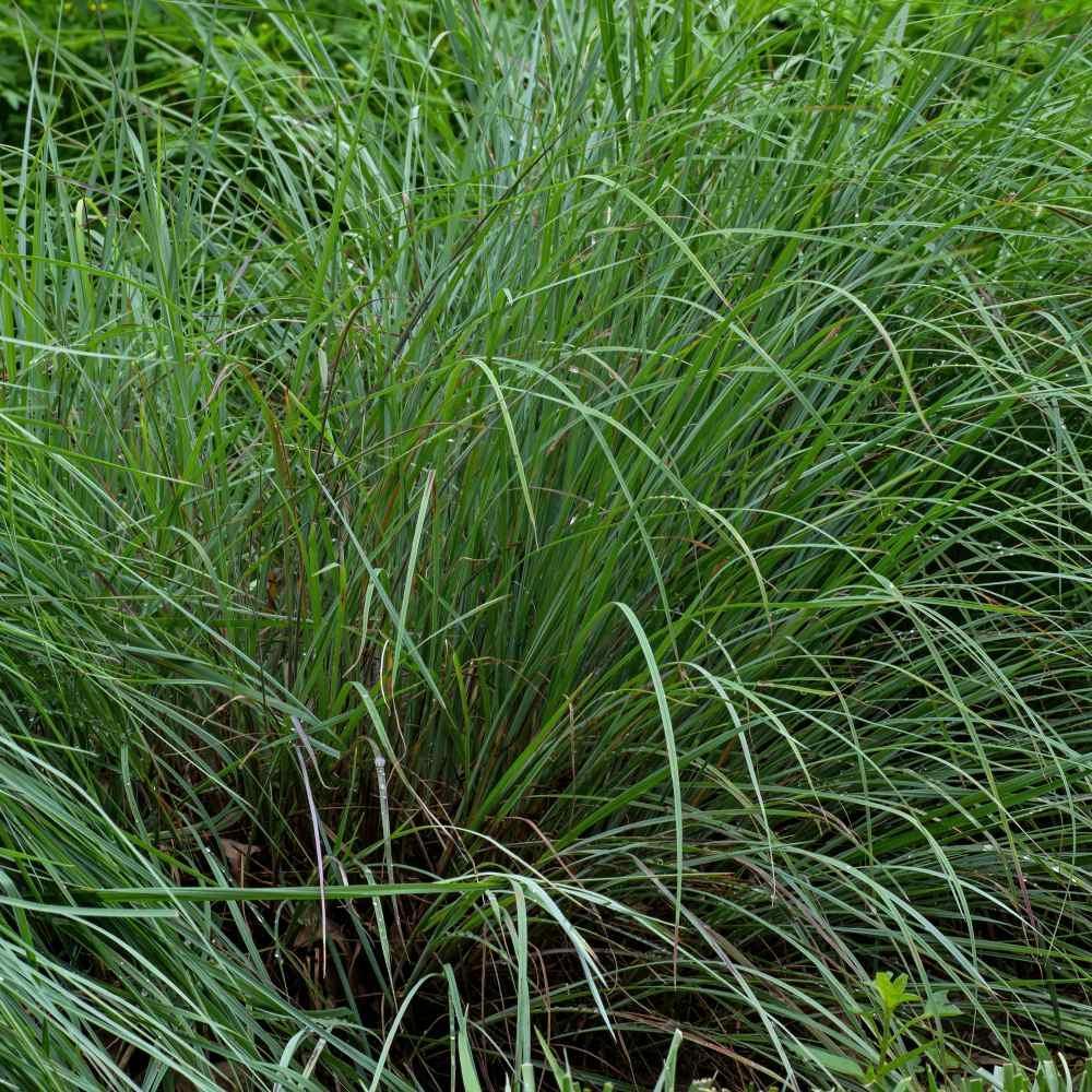 500 Little Bluestem Seeds - Seed World
