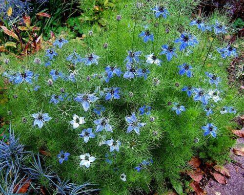 500 Love In A Mist Miss Jekyll Blue Seeds - Seed World