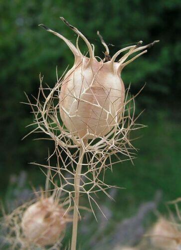 500 Love In A Mist Miss Jekyll Blue Seeds - Seed World