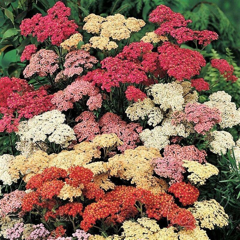Mixed summer yarrow flowers – colorful heirloom blooms for pollinator-friendly, drought-tolerant gardens