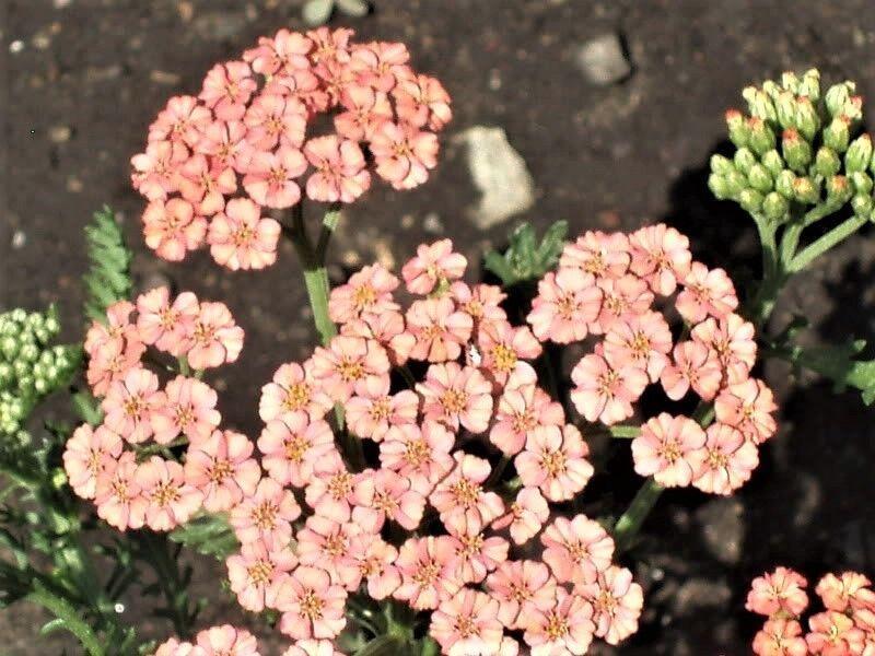 500 Mixed Summer Yarrow Seeds - Seed World