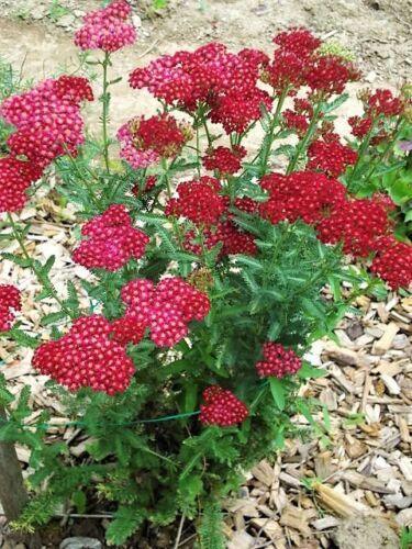 500 Mixed Summer Yarrow Seeds - Seed World