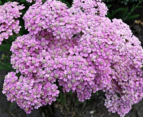 500 Mixed Summer Yarrow Seeds - Seed World