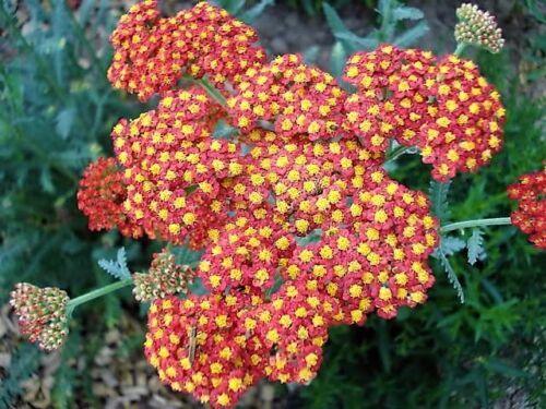 500 Mixed Summer Yarrow Seeds - Seed World