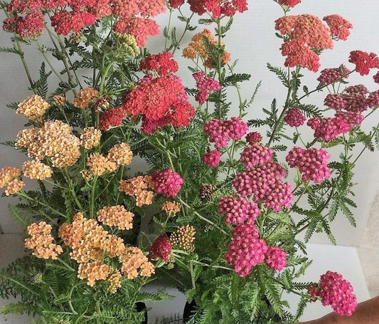 500 Mixed Summer Yarrow Seeds - Seed World