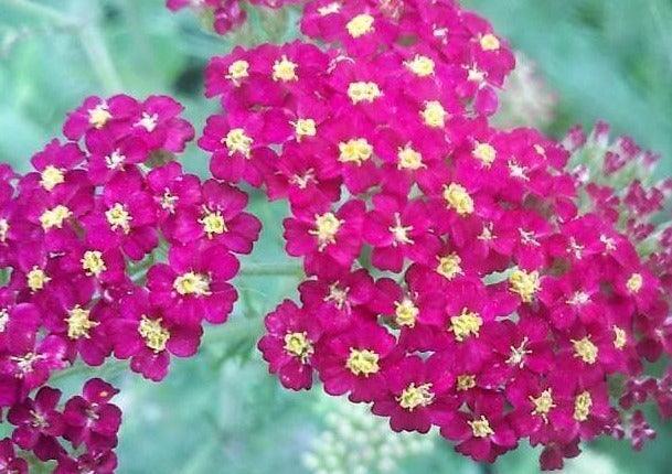 500 Mixed Summer Yarrow Seeds - Seed World