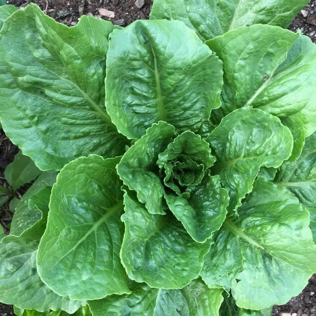 500 Parris Island Romaine Lettuce Seeds - Seed World