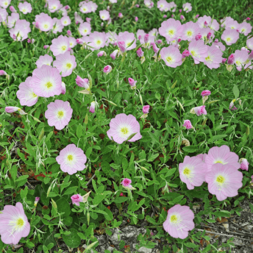 500 Pink Showy Evening Primrose Seeds - Seed World