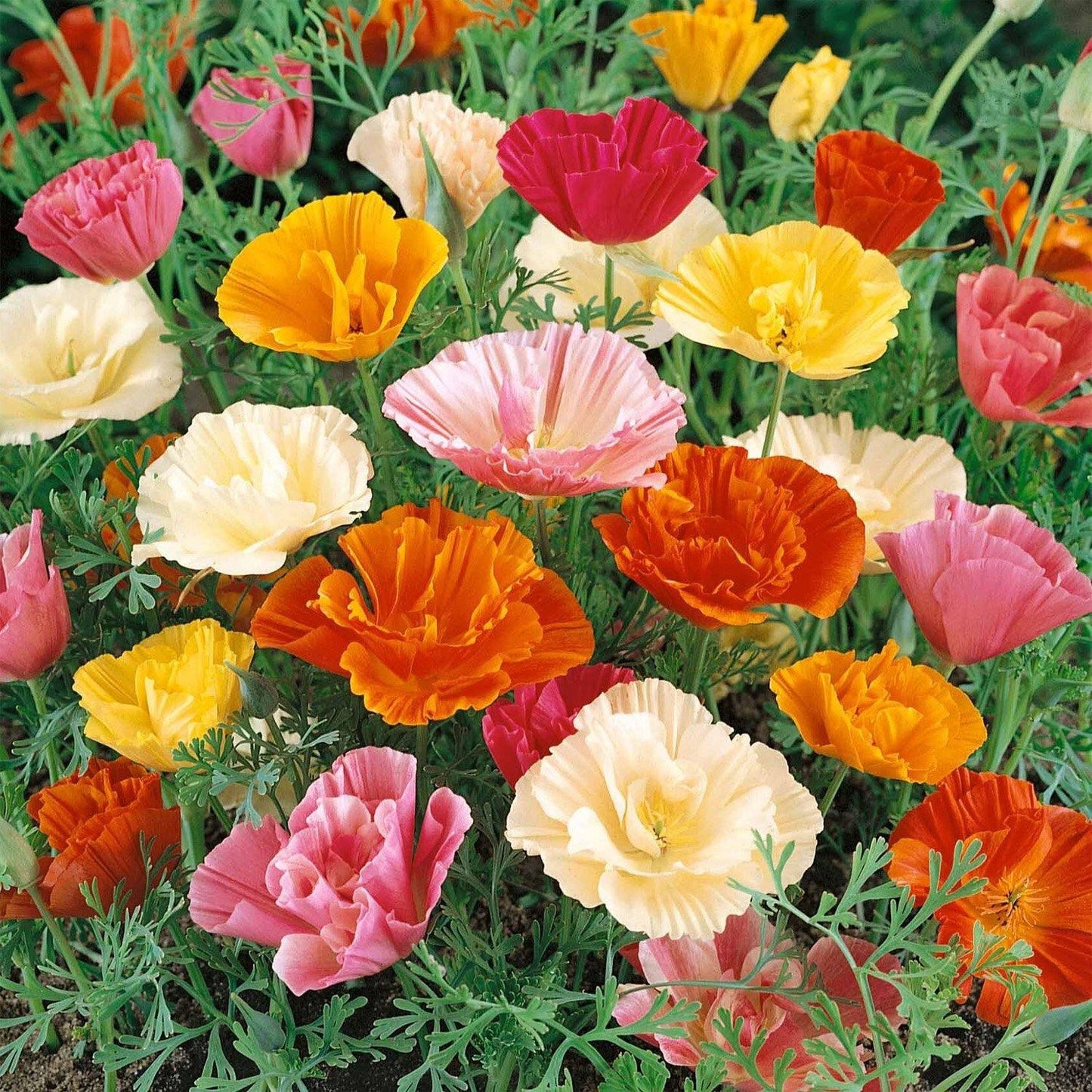 500 Poppy California Mission Bells Seeds - Seed World