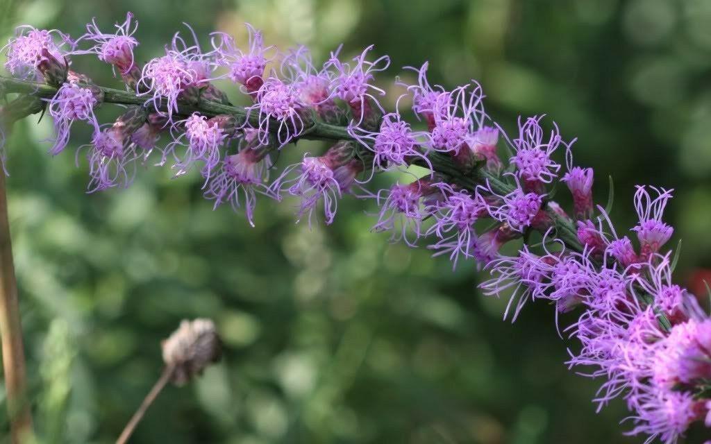 500 Purple Blazing Star Seeds - Seed World