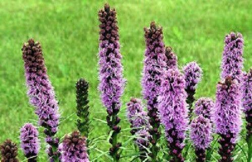 500 Purple Blazing Star Seeds - Seed World