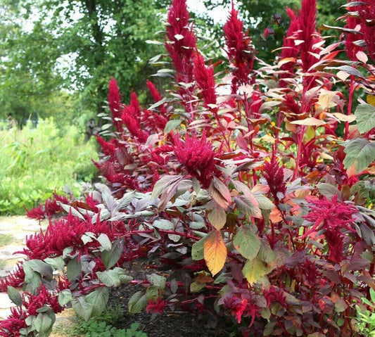 500 Red Garnet Amaranth Seeds - Seed World