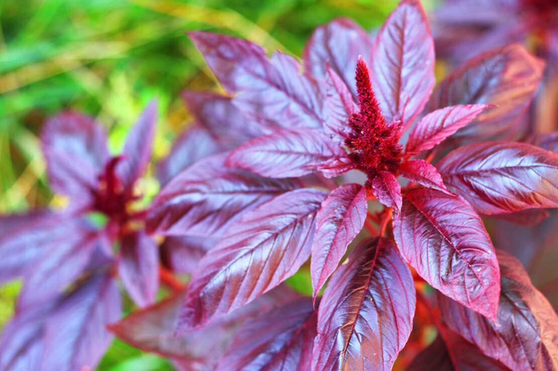 500 Red Garnet Amaranth Seeds - Seed World